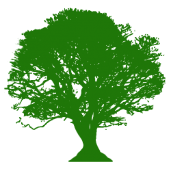 Quantitative Forest Ecology